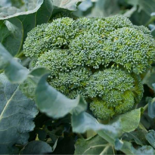 Broccoli Emerald Green One Well Rooted Starter Plant