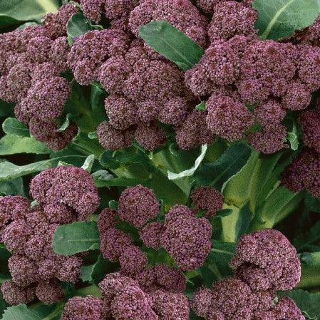 Broccoli Purple Sprouting Brassica oleracea Open Pollinated Heirloom 200 Seeds