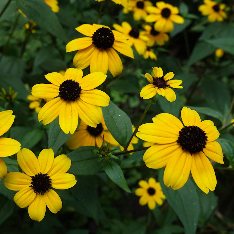 Brown Eyed Susan Open Pollinated Heirloom 200 Seeds