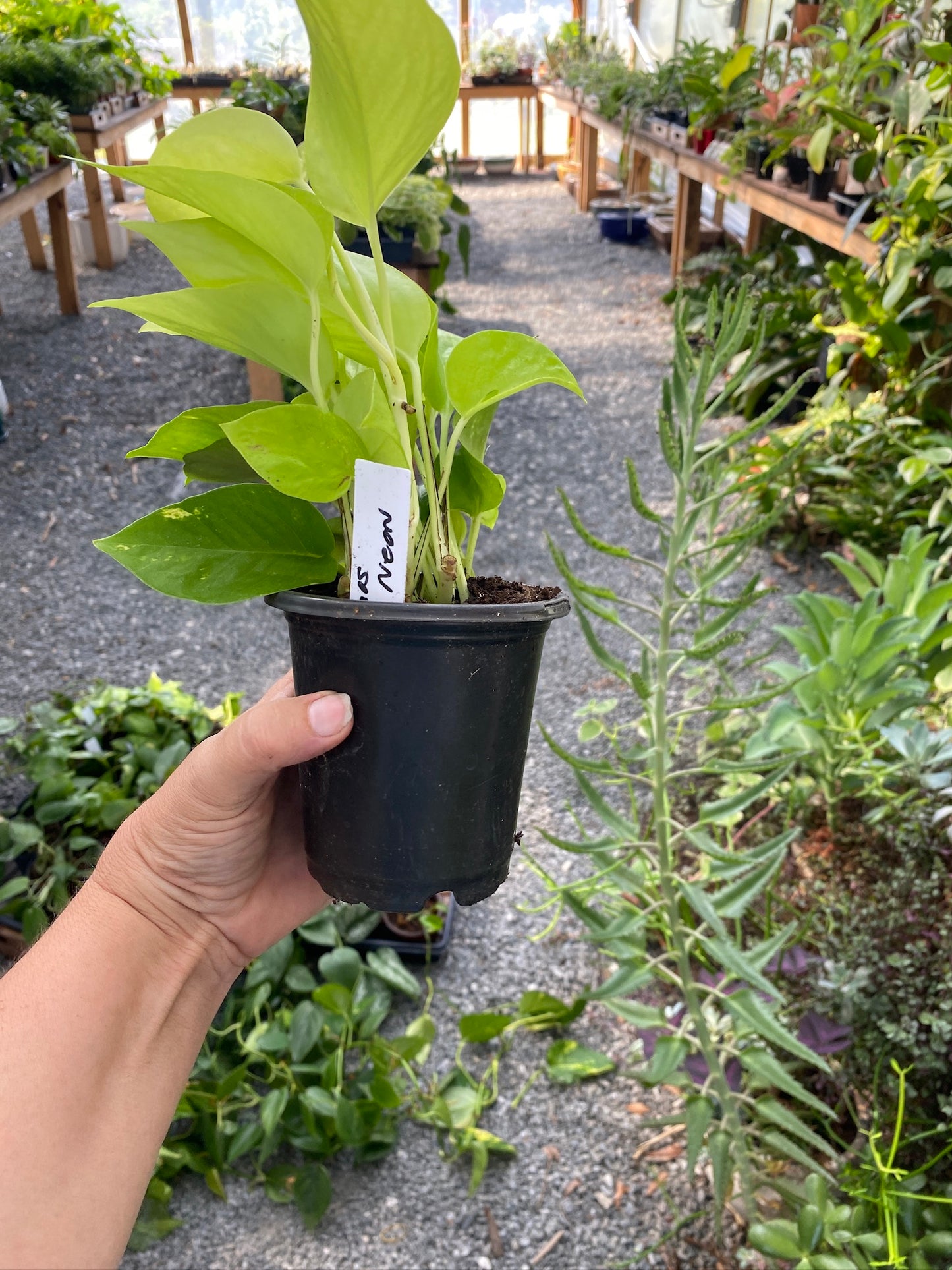 Pothos or Devil's Ivy Neon 4" Pot Live Plant