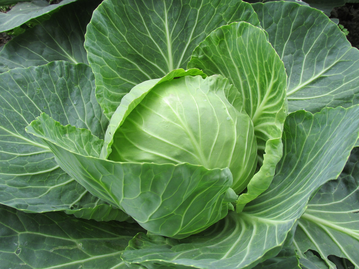 Cabbage Early Dutch Flat One Well Rooted Starter Plant