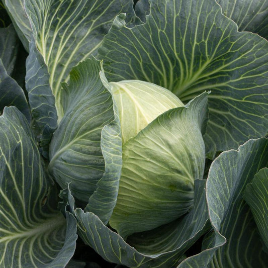 Cabbage Early Round Dutch Open Pollinated Heirloom 200 Seeds