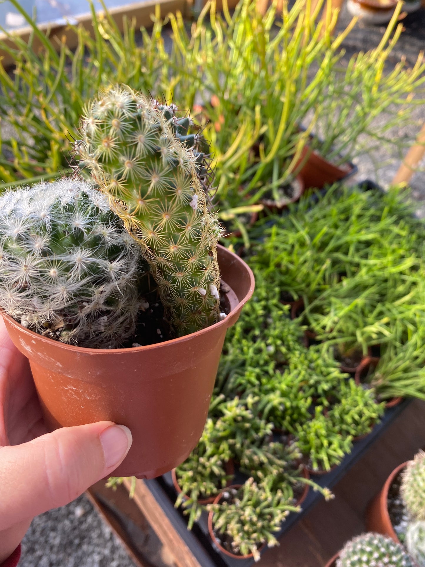 Cacti Cactus Combo #7 Three Cactus per 4" Pot Live Plants