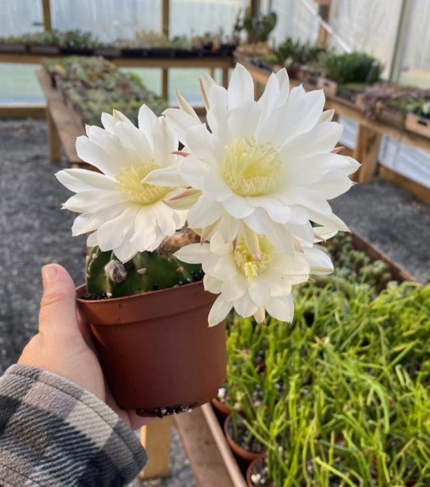 Cactus Easter Lily Echinoposis Oxygona Cactus White Bloom 3" Pot Live Plant