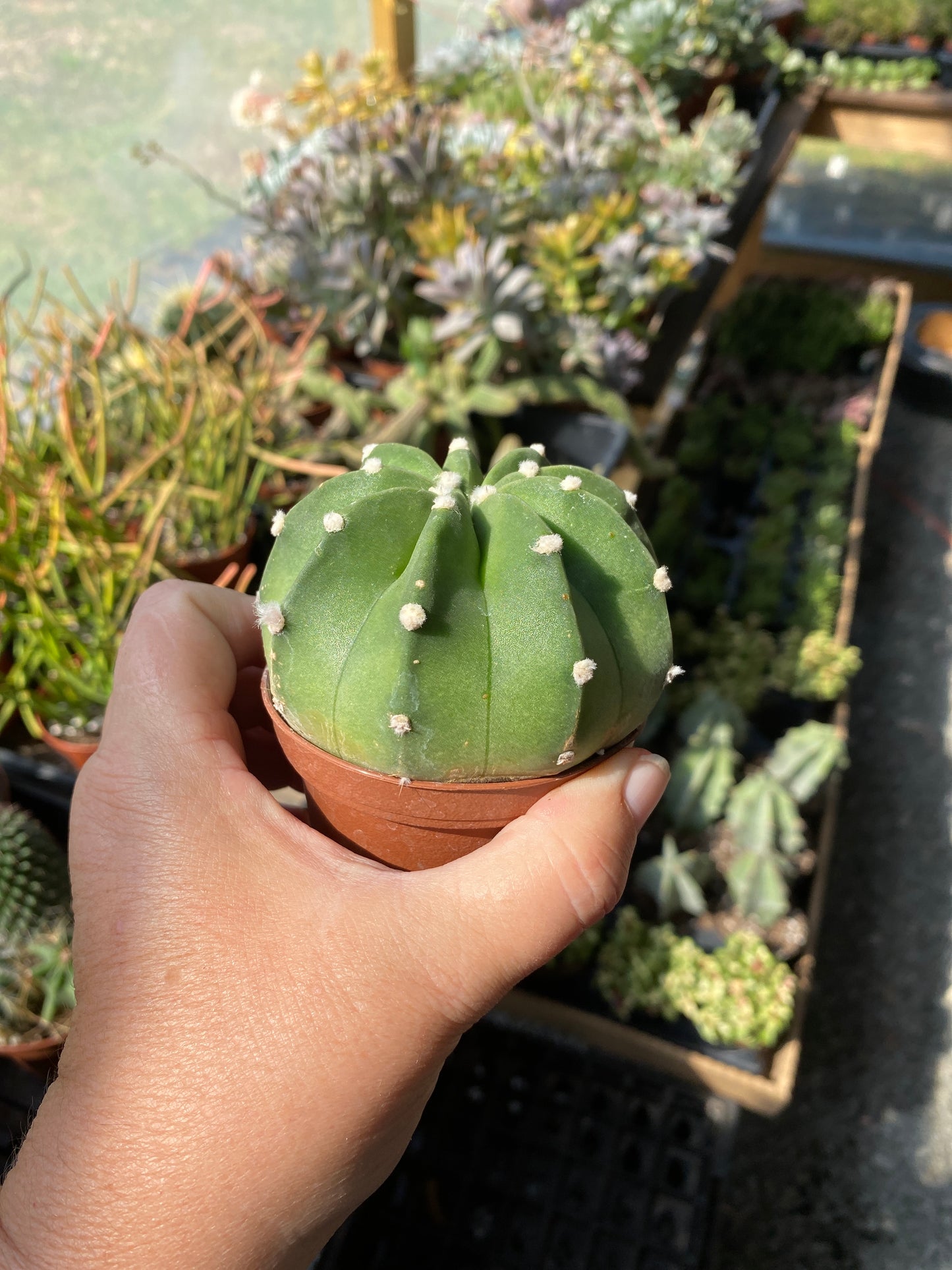 Cactus Easter Lily Echinoposis Oxygona Cactus White Bloom 3" Pot Live Plant