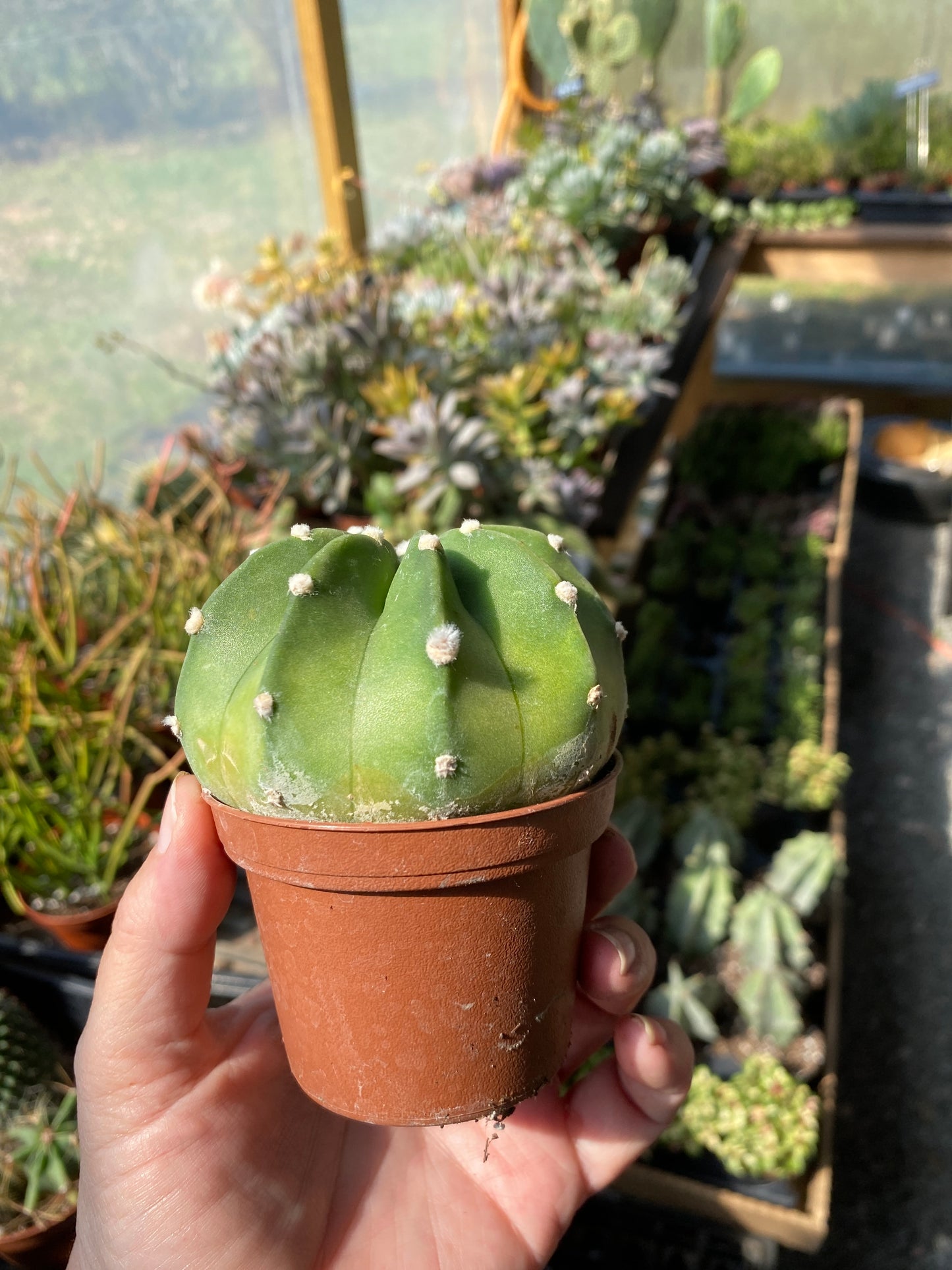 Cactus Easter Lily Echinoposis Oxygona Cactus White Bloom 3" Pot Live Plant