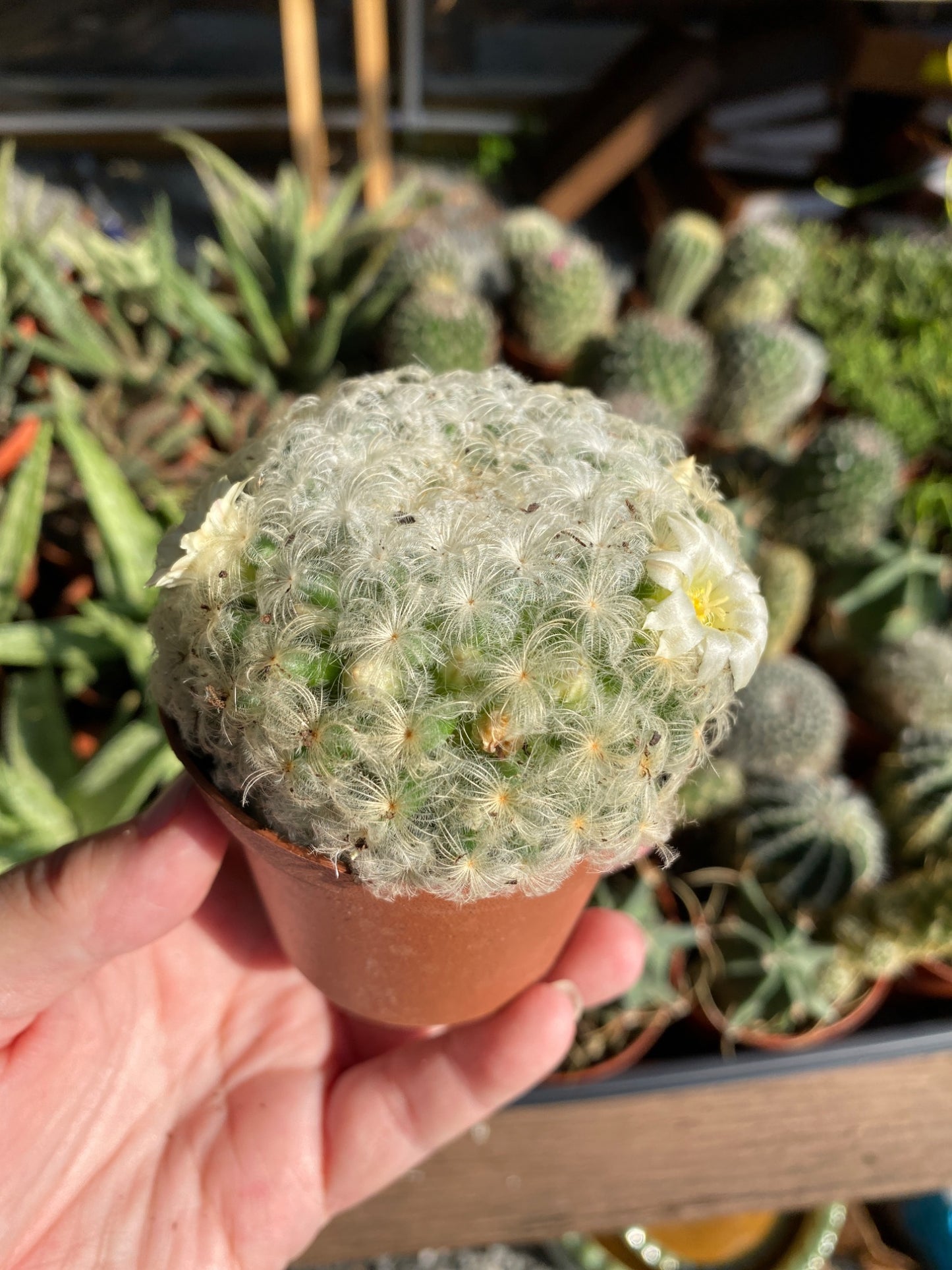 Cactus Feather Mammillaria Plumosa 4" Pot Live Plant