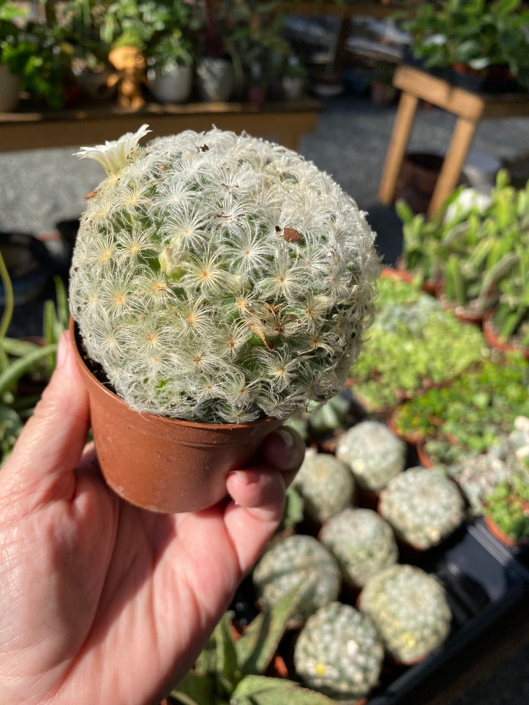 Cactus Feather Mammillaria Plumosa 4" Pot Live Plant