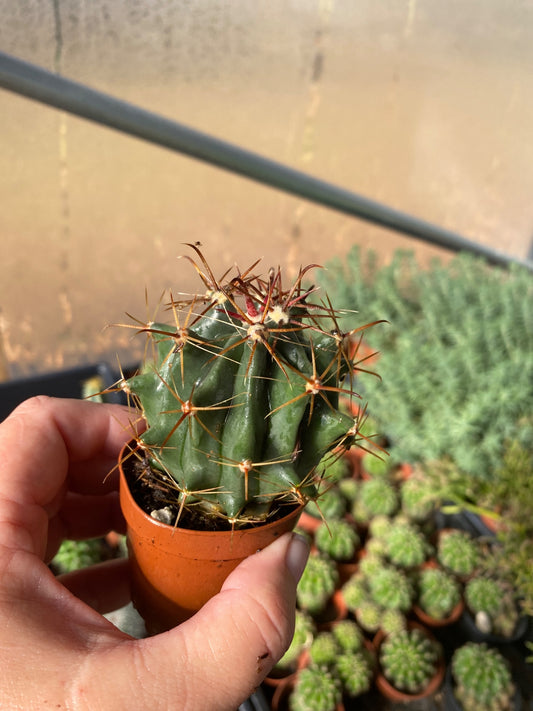 Cactus Fish Hook Barrel 2" Pot Live Plant