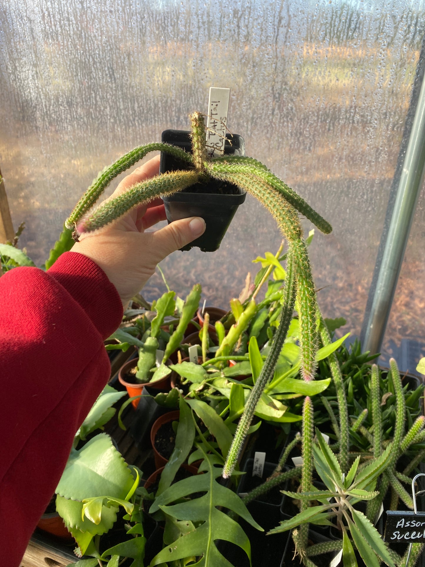 Cactus Golden Rat Tail Aporocactus Flagelliforms 2.5" Tall Pot Live Plant