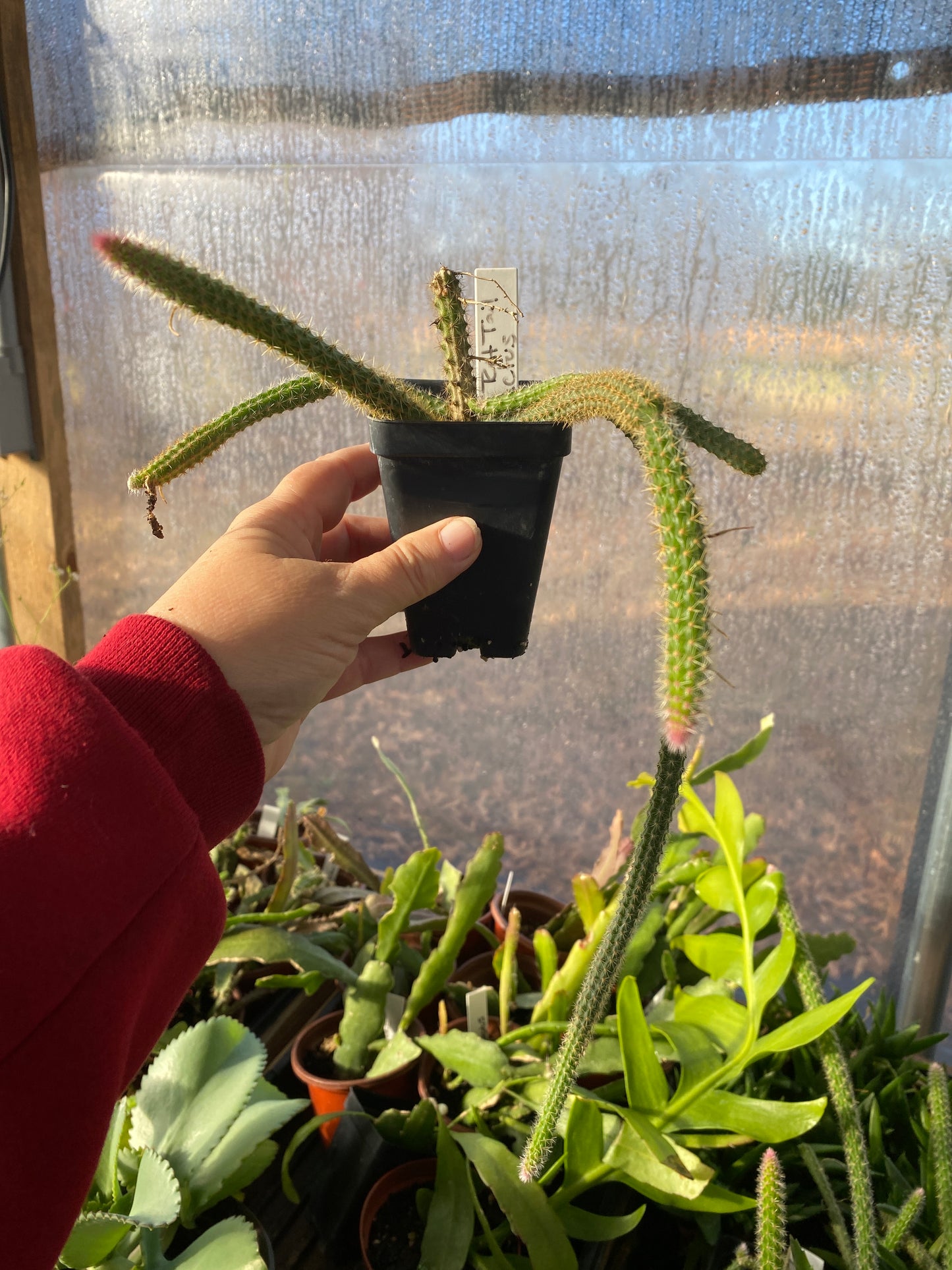 Cactus Golden Rat Tail Aporocactus Flagelliforms 2.5" Tall Pot Live Plant