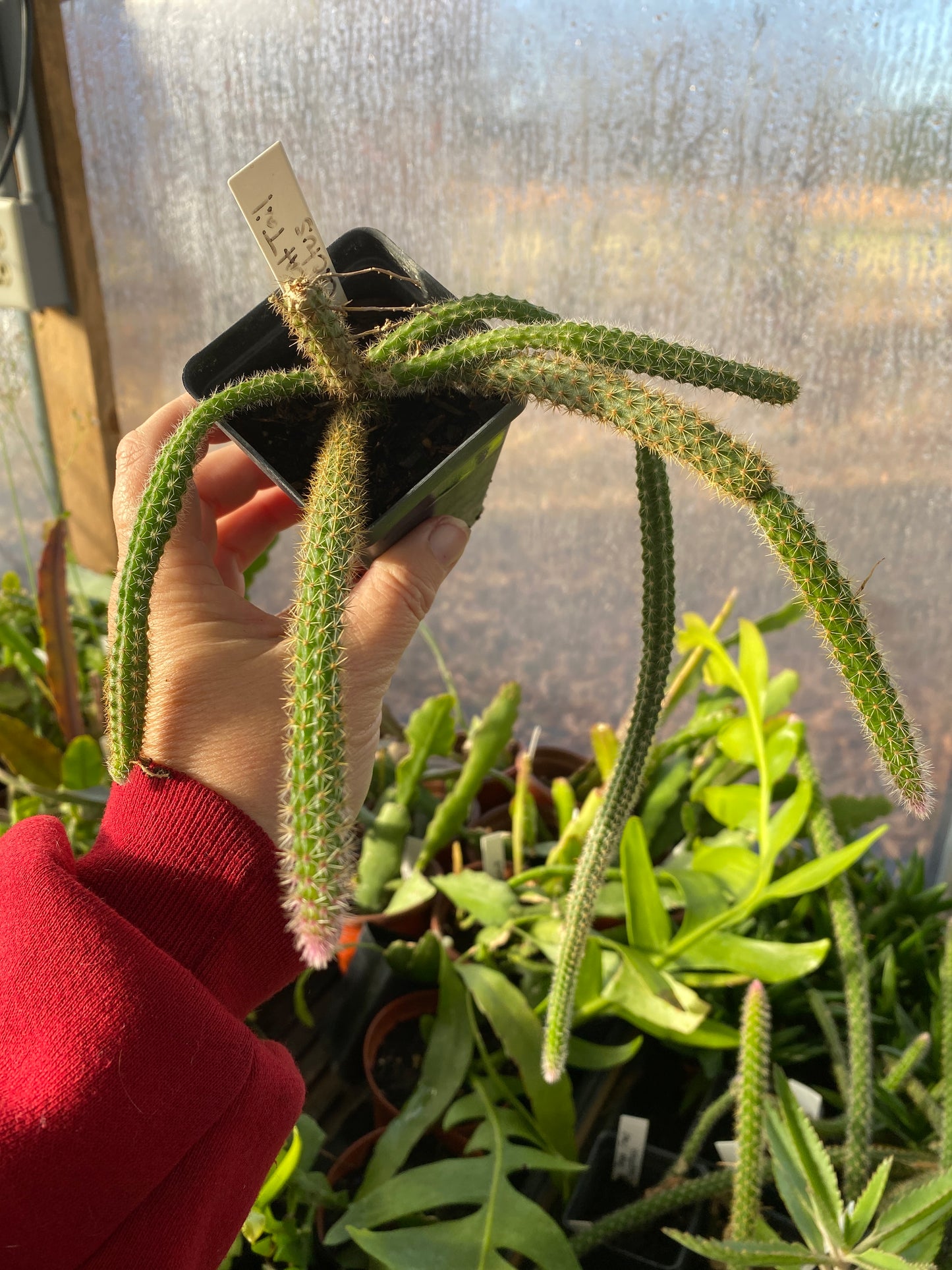 Cactus Golden Rat Tail Aporocactus Flagelliforms 2.5" Tall Pot Live Plant