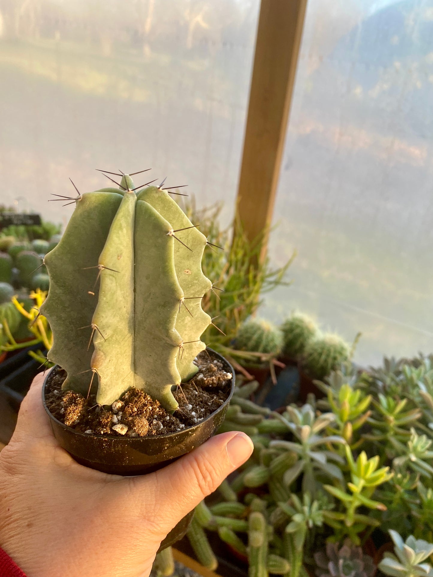 Cactus Gray Ghost Organ Pipe Stenocereus Pruinosus 3.5" Pot Live Plant