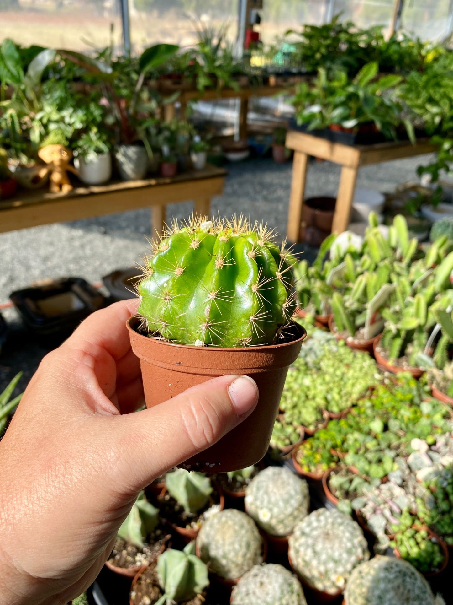 Cactus Lemon Barrel Echinopsis Calochlora 3" Pot Live Plant