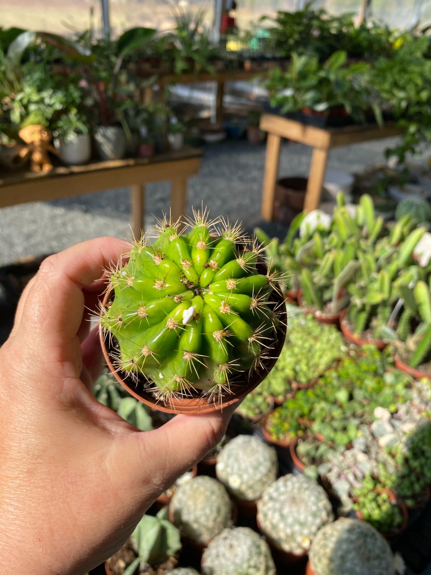 Cactus Lemon Barrel Echinopsis Calochlora 3" Pot Live Plant