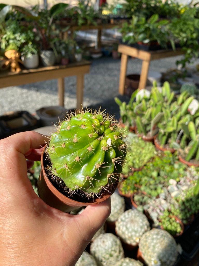 Cactus Lemon Barrel Echinopsis Calochlora 3" Pot Live Plant