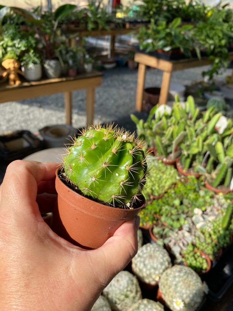 Cactus Lemon Barrel Echinopsis Calochlora 3" Pot Live Plant