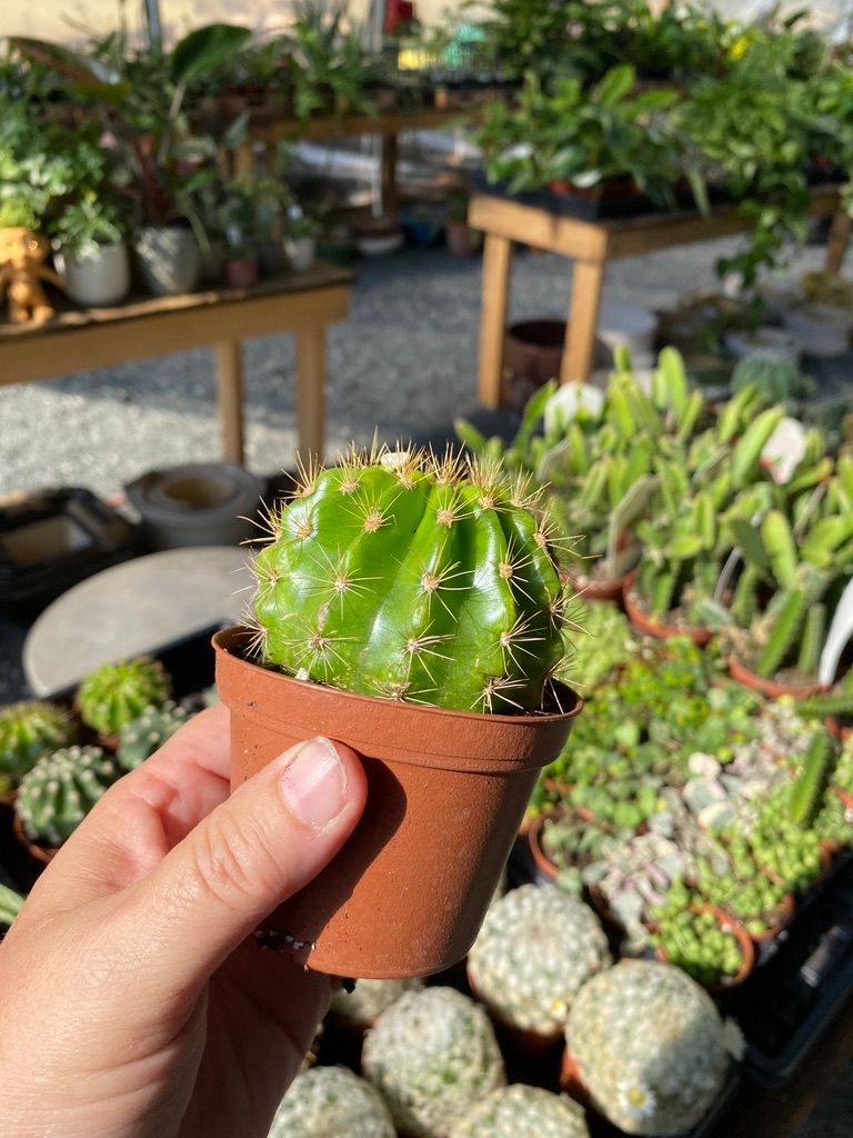 Cactus Lemon Barrel Echinopsis Calochlora 3" Pot Live Plant