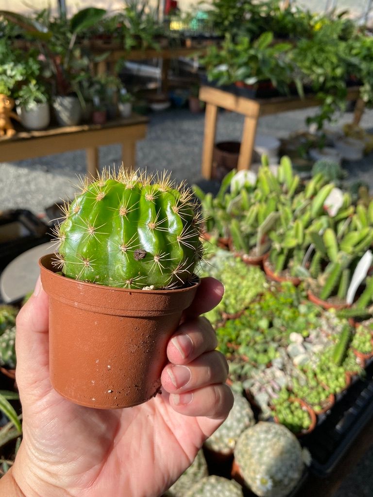 Cactus Lemon Barrel Echinopsis Calochlora 3" Pot Live Plant