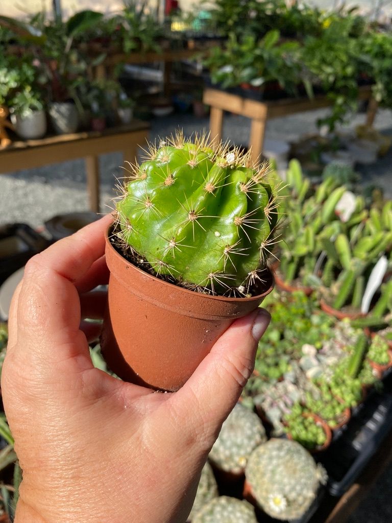 Cactus Lemon Barrel Echinopsis Calochlora 3" Pot Live Plant