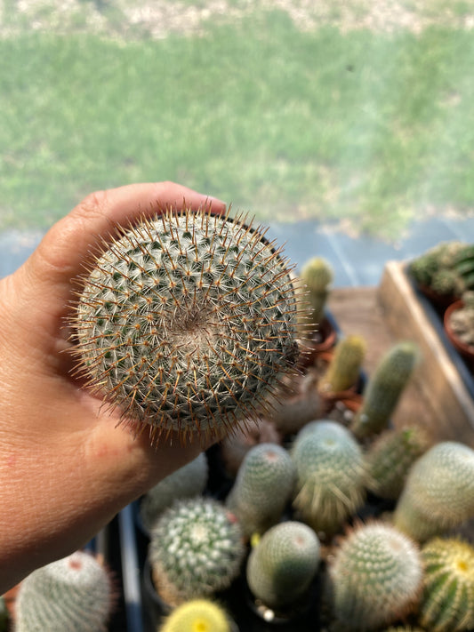 Cactus Mammillaria rhodantha ssp. mccartenii 3.5" Pot Live Plant