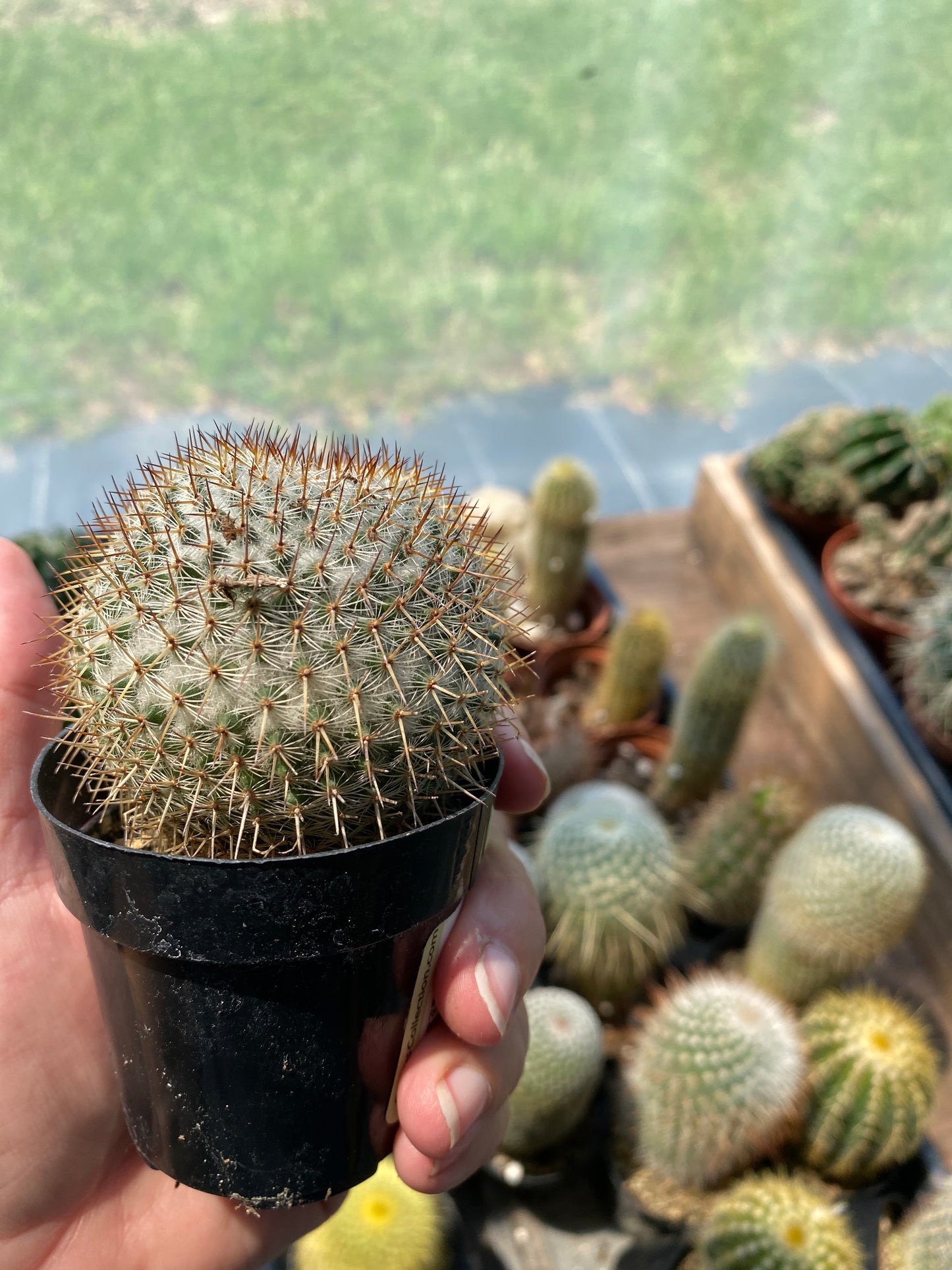 Cactus Mammillaria rhodantha ssp. mccartenii 3.5" Pot Live Plant