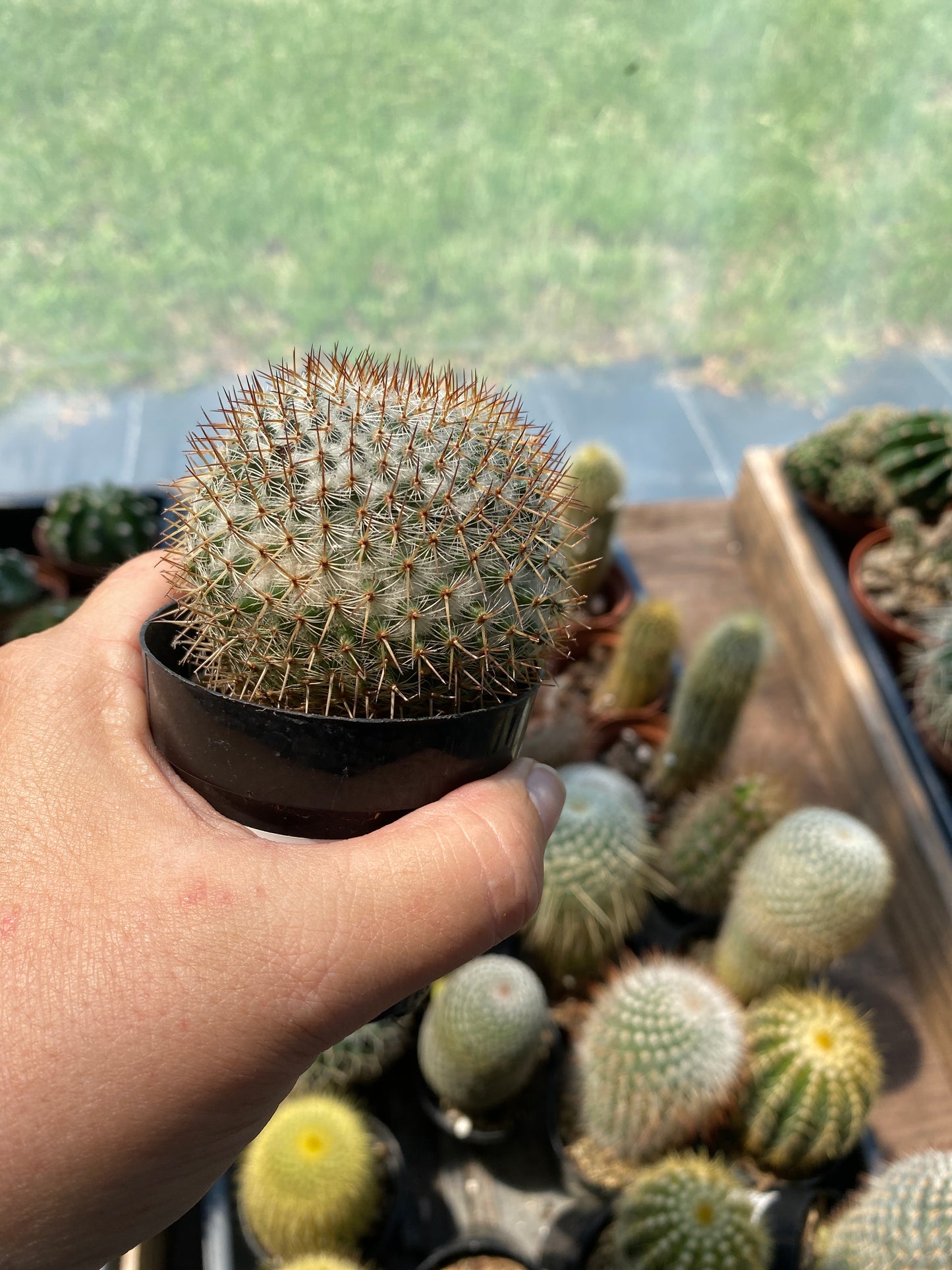 Cactus Mammillaria rhodantha ssp. mccartenii 3.5" Pot Live Plant