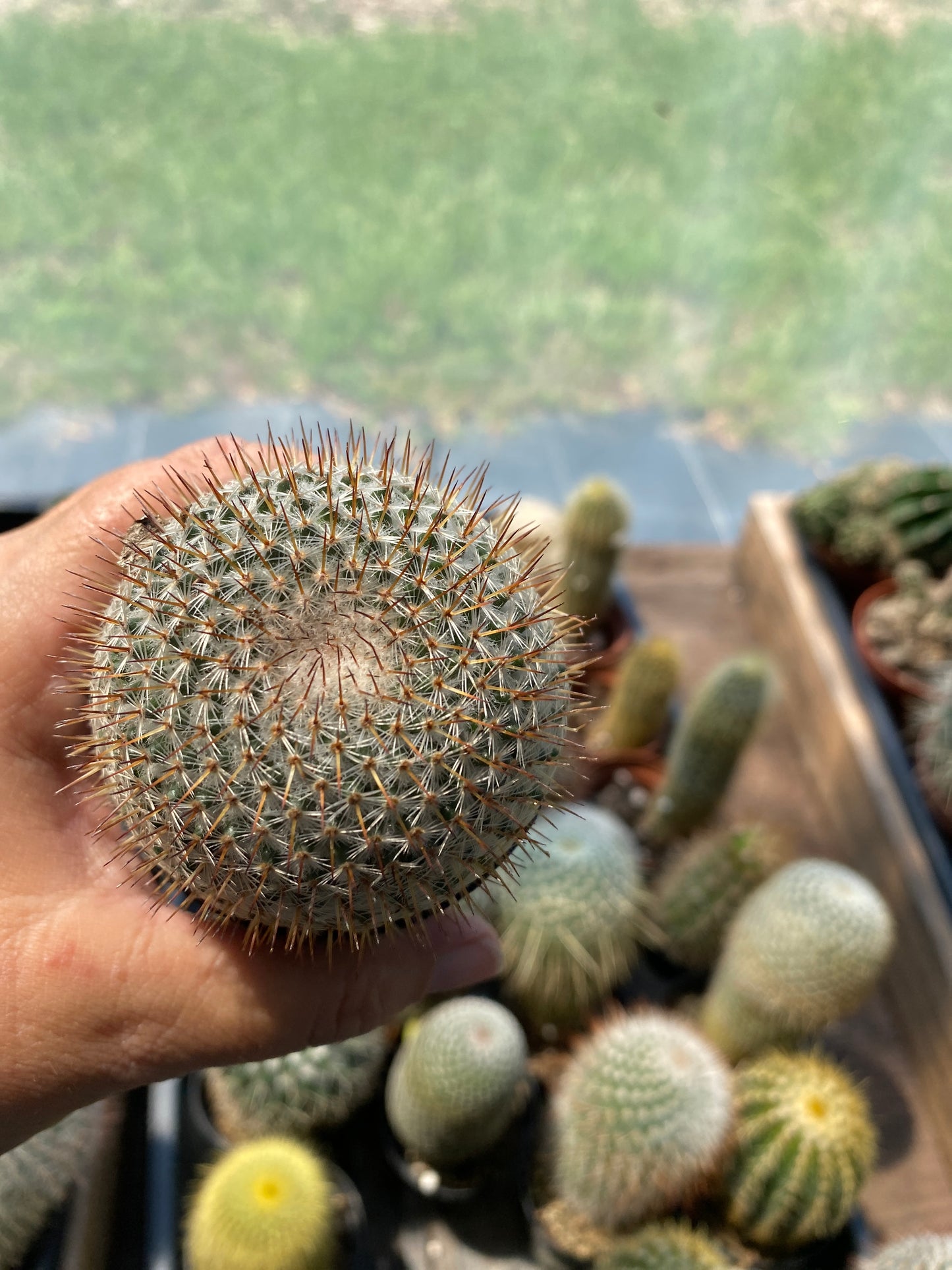 Cactus Mammillaria rhodantha ssp. mccartenii 3.5" Pot Live Plant