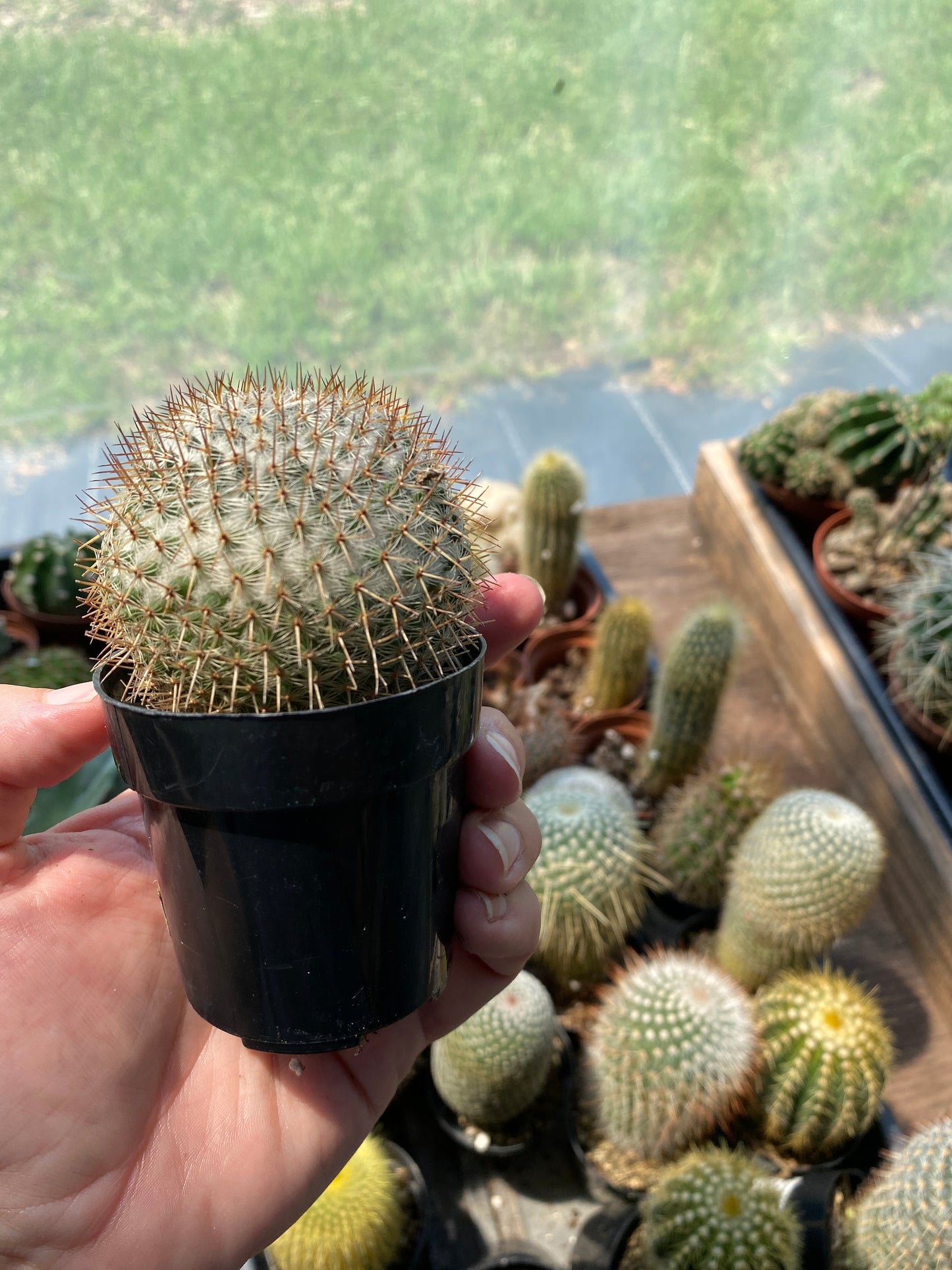 Cactus Mammillaria rhodantha ssp. mccartenii 3.5" Pot Live Plant