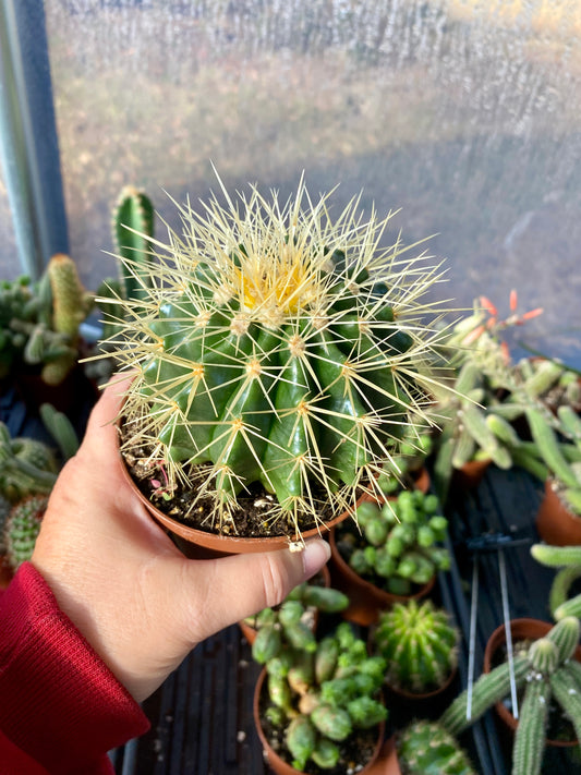 Cactus Mother In Law Cushion Echinocactus Grusonii 4” Pot