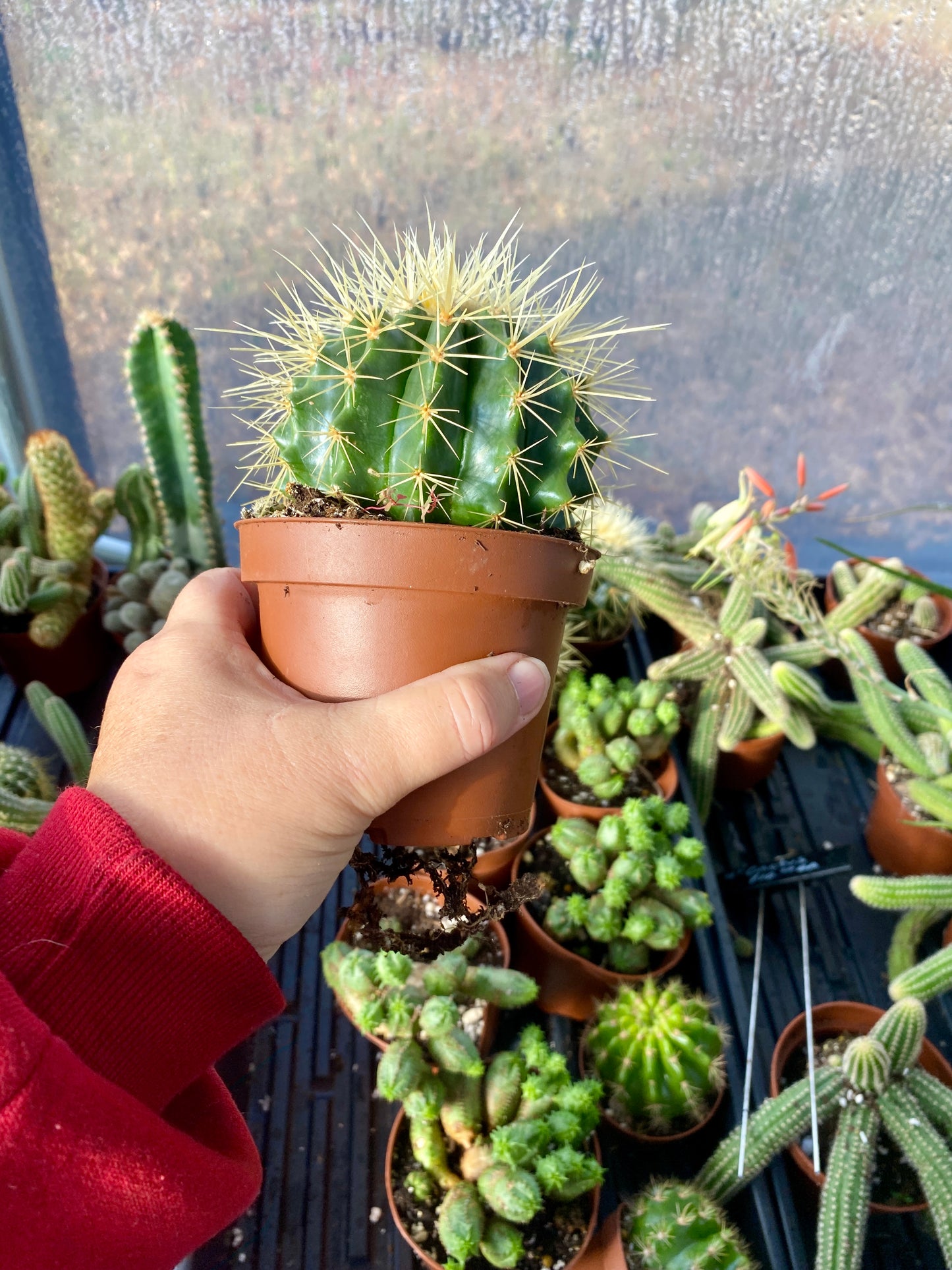 Cactus Mother In Law Cushion Echinocactus Grusonii 4” Pot