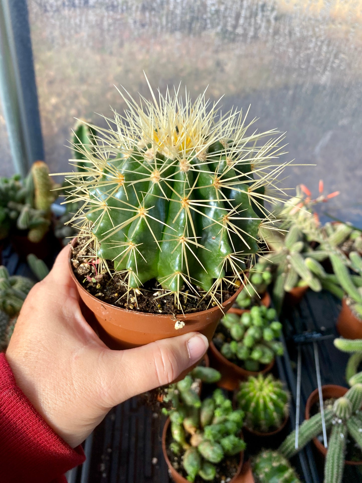 Cactus Mother In Law Cushion Echinocactus Grusonii 4” Pot