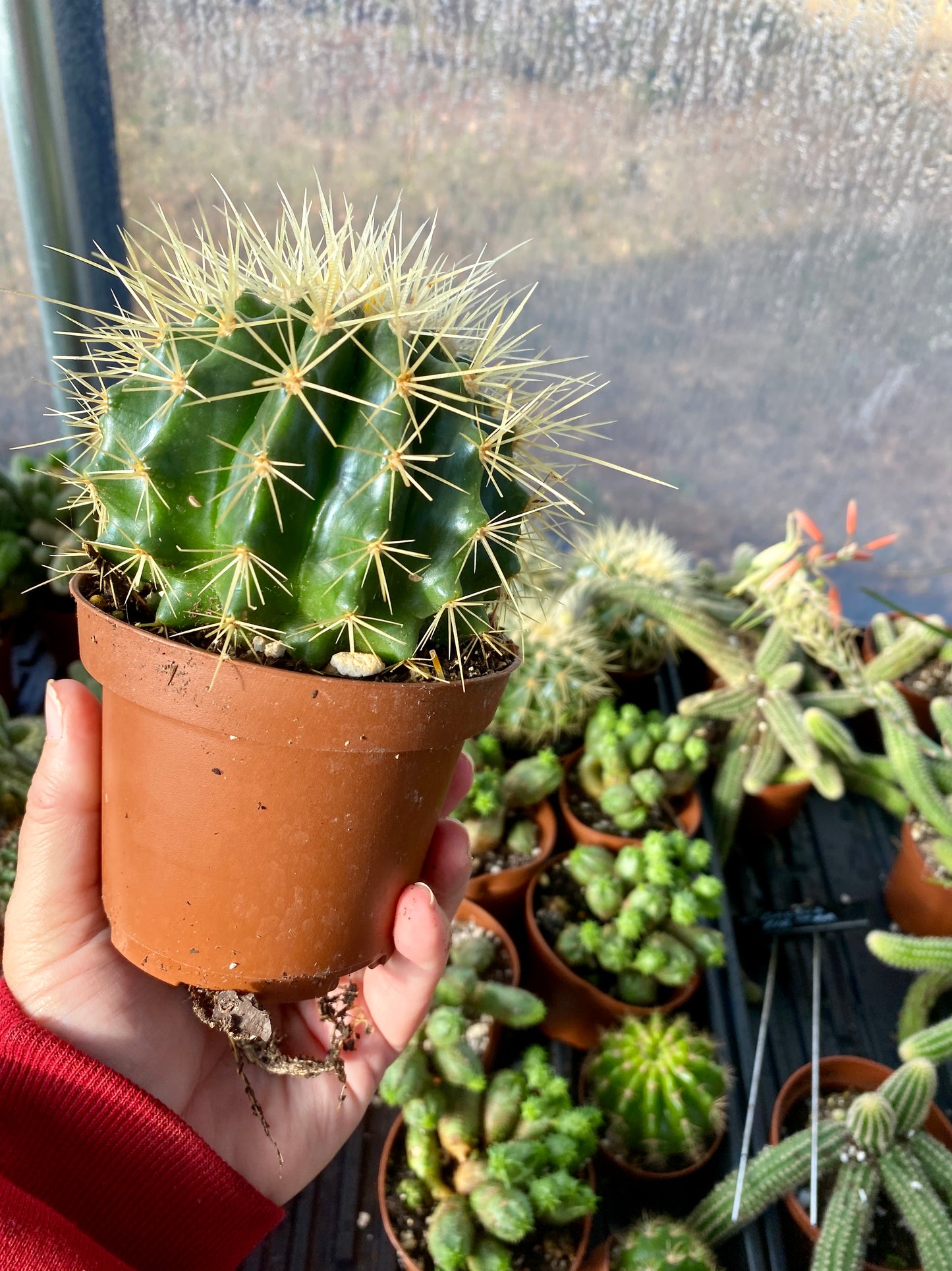 Cactus Mother In Law Cushion Echinocactus Grusonii 4” Pot