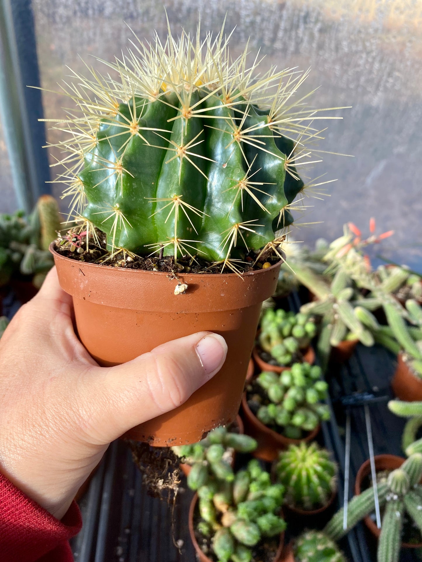 Cactus Mother In Law Cushion Echinocactus Grusonii 4” Pot