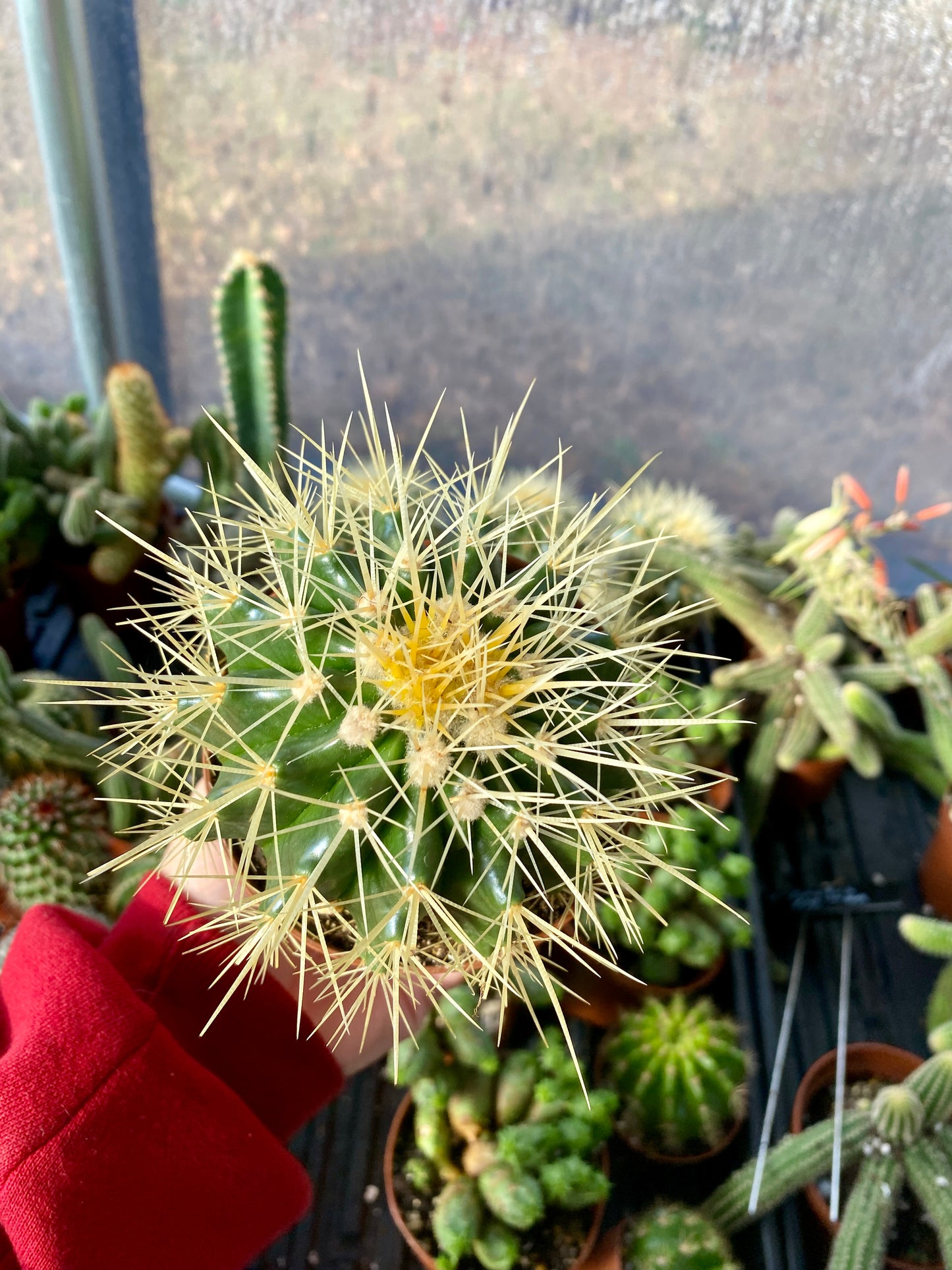 Cactus Mother In Law Cushion Echinocactus Grusonii 4” Pot