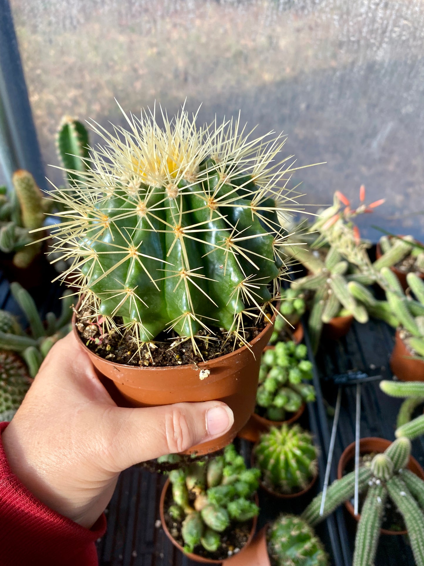 Cactus Mother In Law Cushion Echinocactus Grusonii 4” Pot