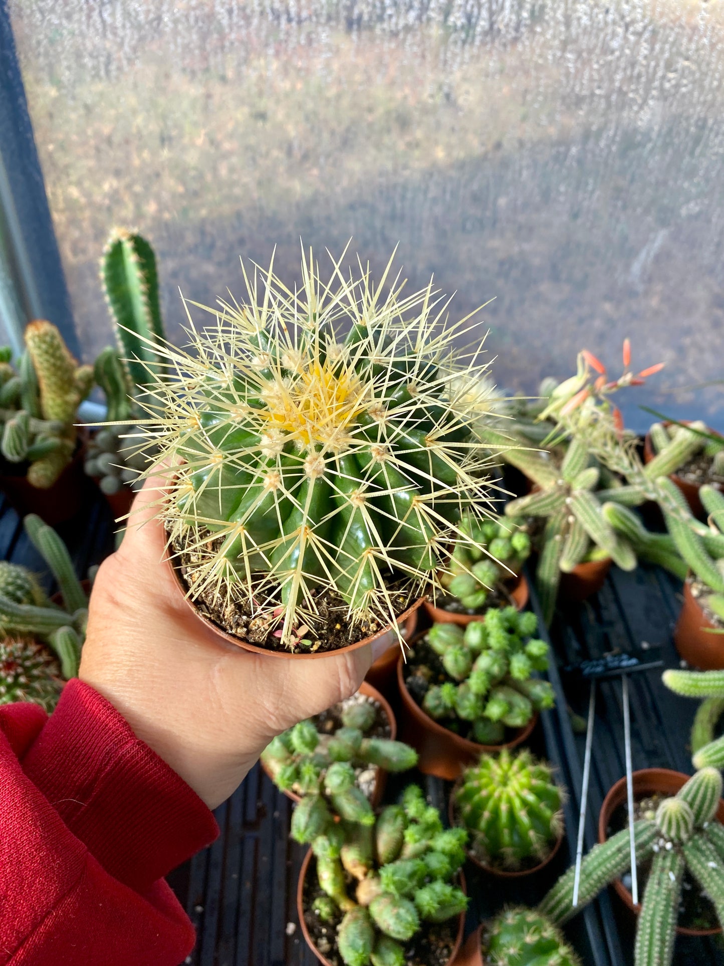 Cactus Mother In Law Cushion Echinocactus Grusonii 4” Pot