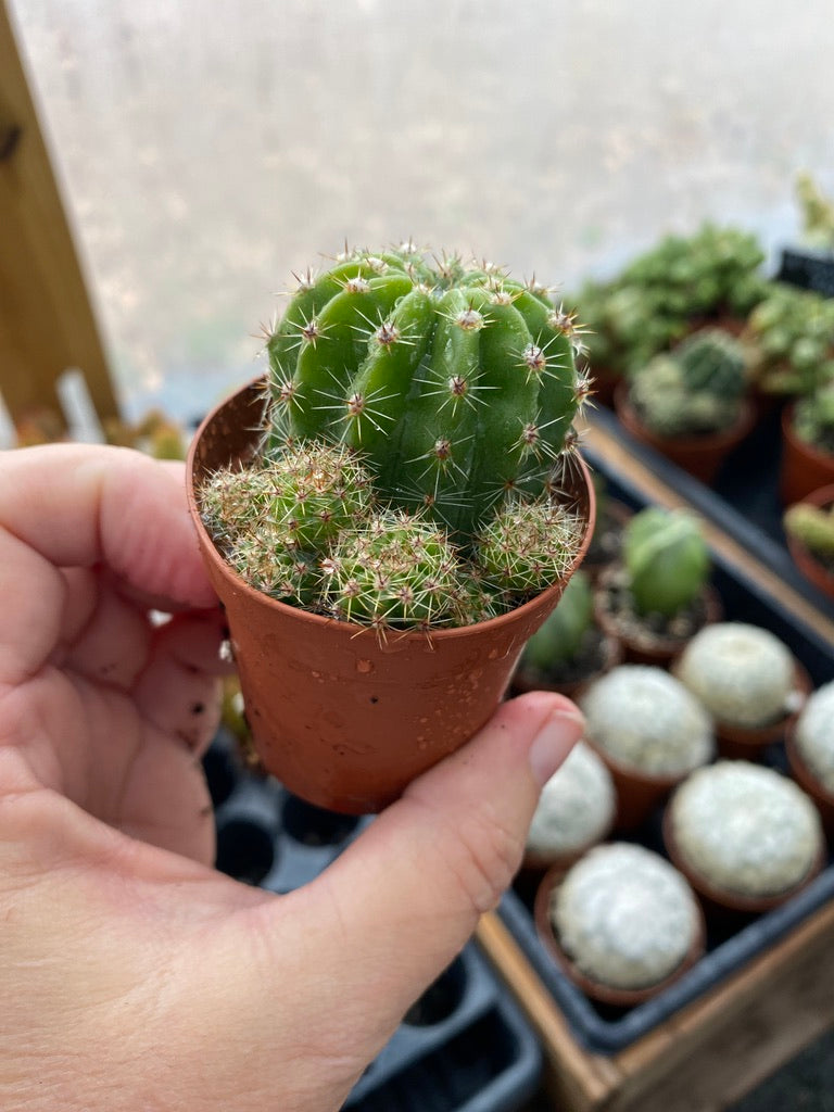 Cactus Echinobivia Rainbow Bursts 2" Pot Live Plant