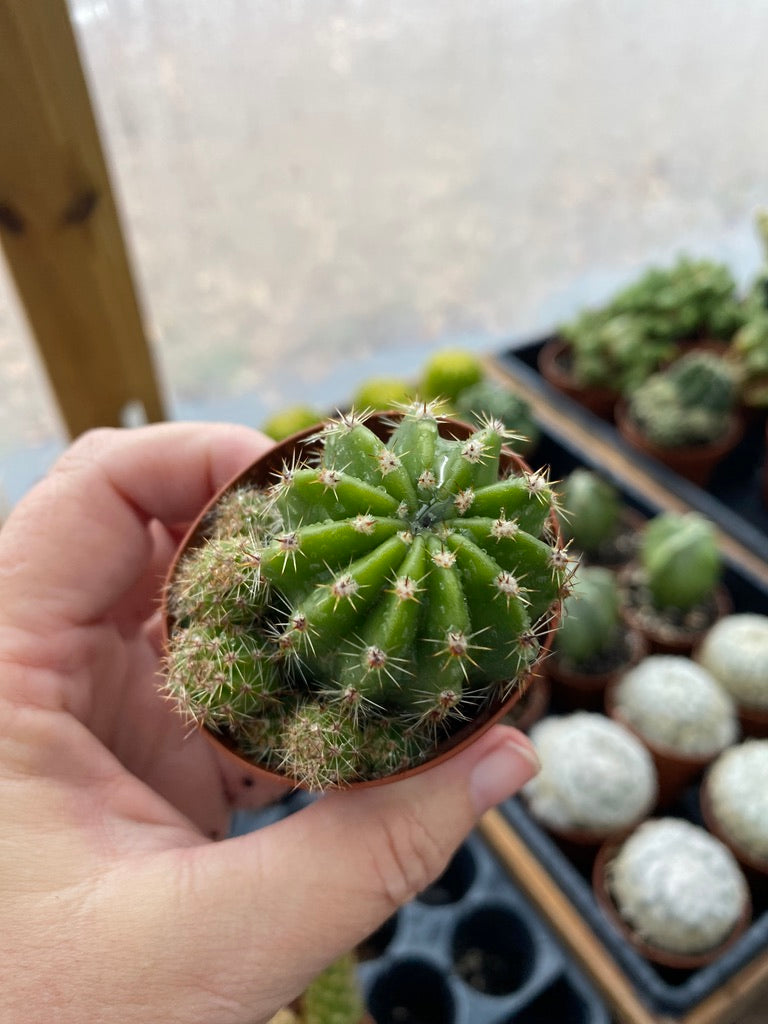 Cactus Echinobivia Rainbow Bursts 2" Pot Live Plant