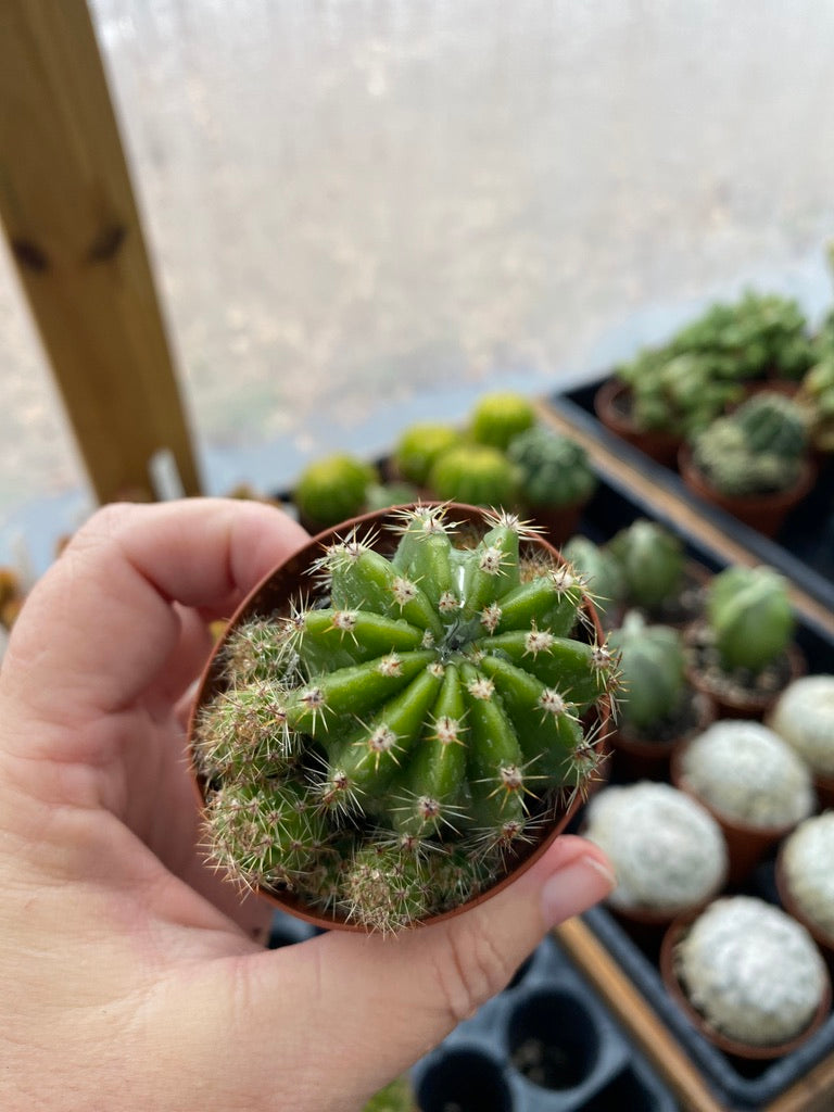 Cactus Echinobivia Rainbow Bursts 2" Pot Live Plant