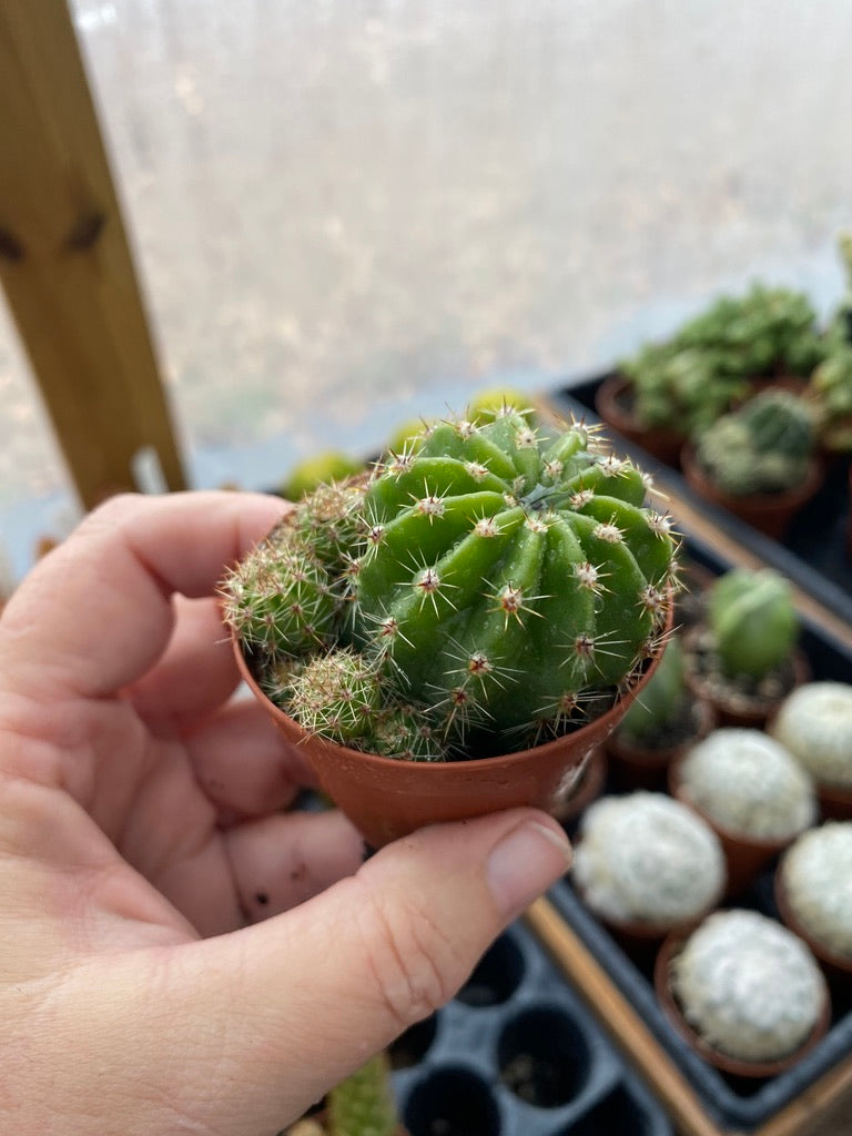 Cactus Echinobivia Rainbow Bursts 2" Pot Live Plant