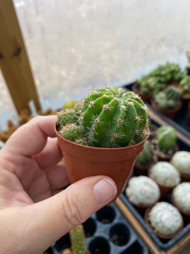 Cactus Echinobivia Rainbow Bursts 2" Pot Live Plant