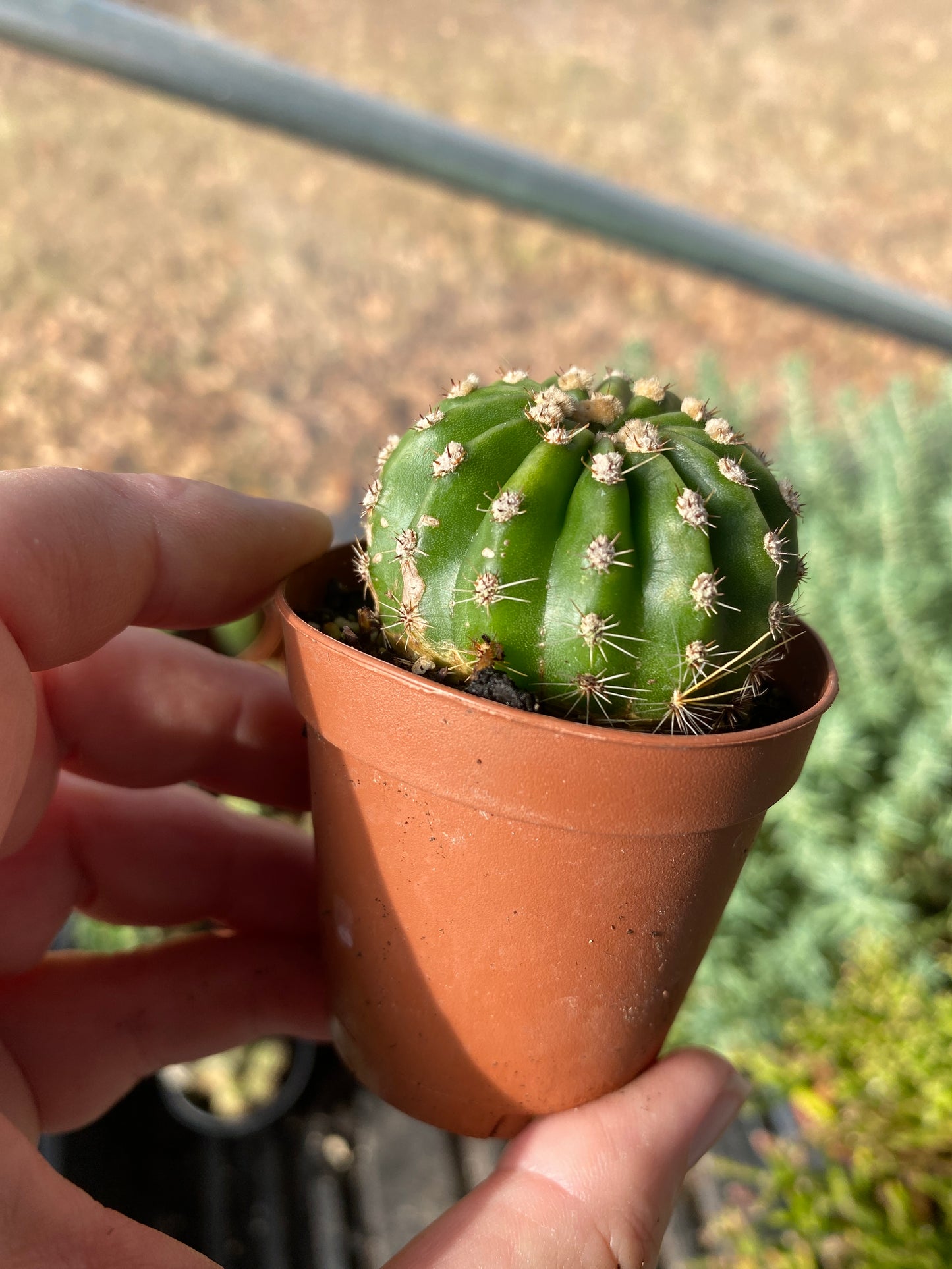 Cactus Echinobivia Rainbow Bursts 2" Pot Live Plant