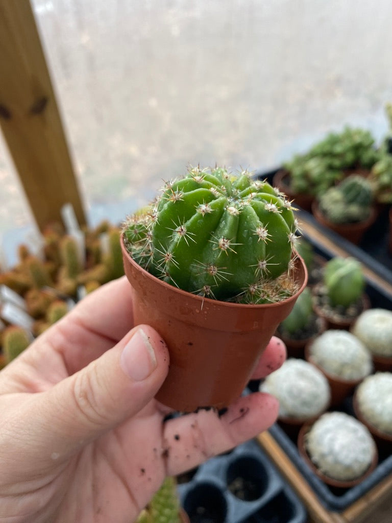 Cactus Echinobivia Rainbow Bursts 2" Pot Live Plant