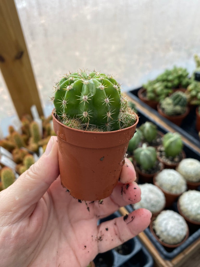 Cactus Echinobivia Rainbow Bursts 2" Pot Live Plant