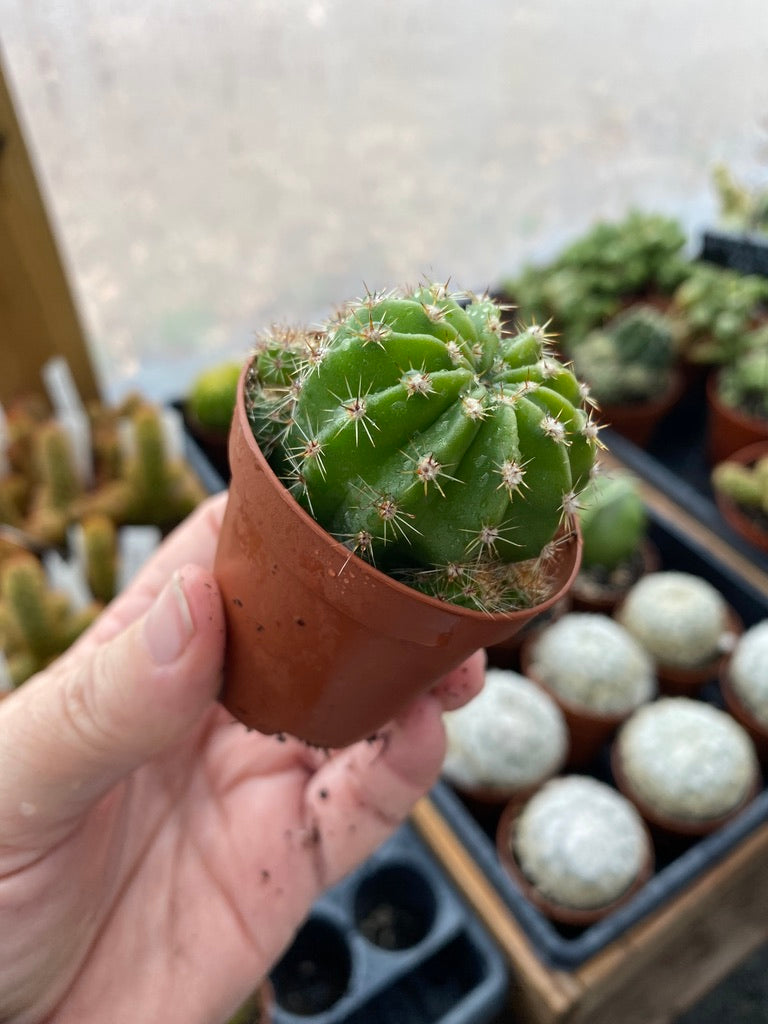 Cactus Echinobivia Rainbow Bursts 2" Pot Live Plant