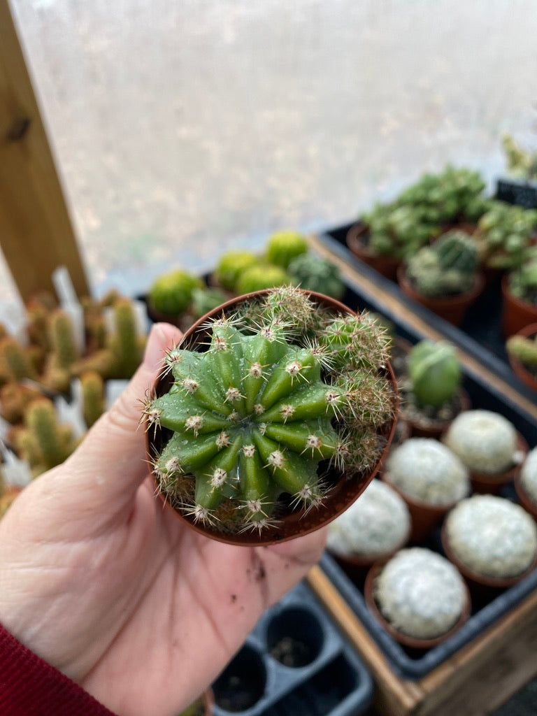 Cactus Echinobivia Rainbow Bursts 2" Pot Live Plant