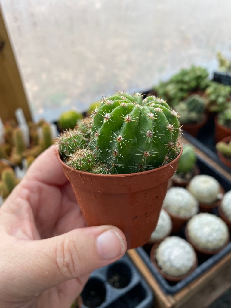 Cactus Echinobivia Rainbow Bursts 2" Pot Live Plant