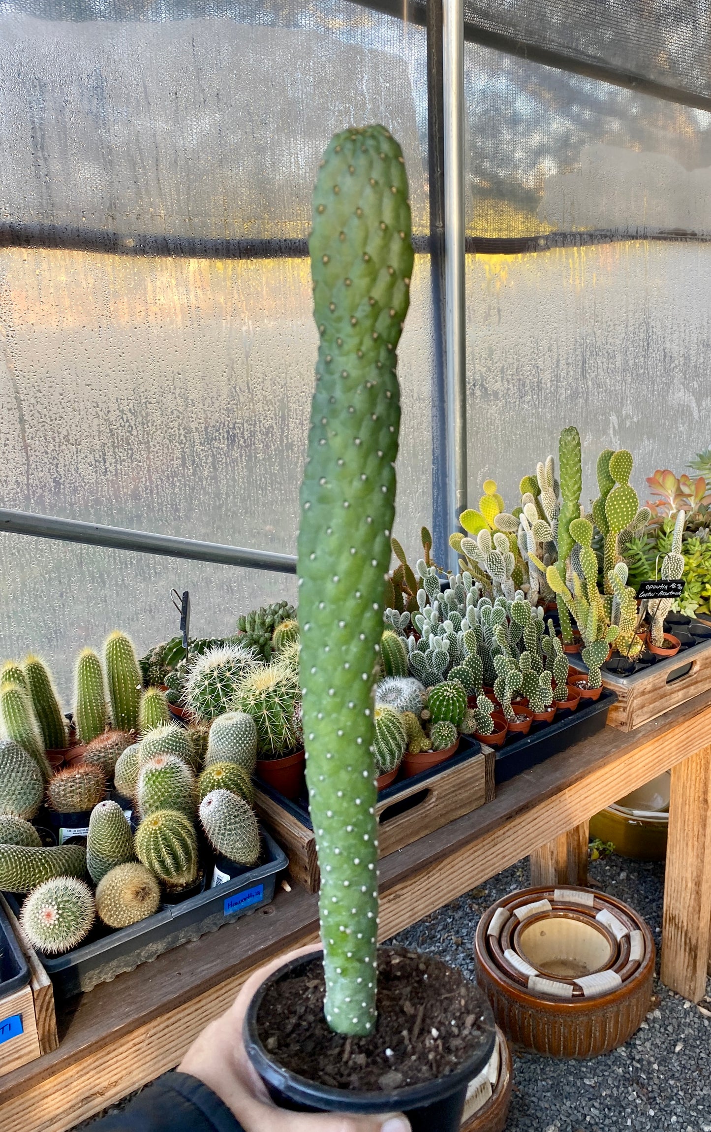 Cactus Roadkill Opuntia Consolea Rubescens 18" Tall Plant 3" Pot Live Plant