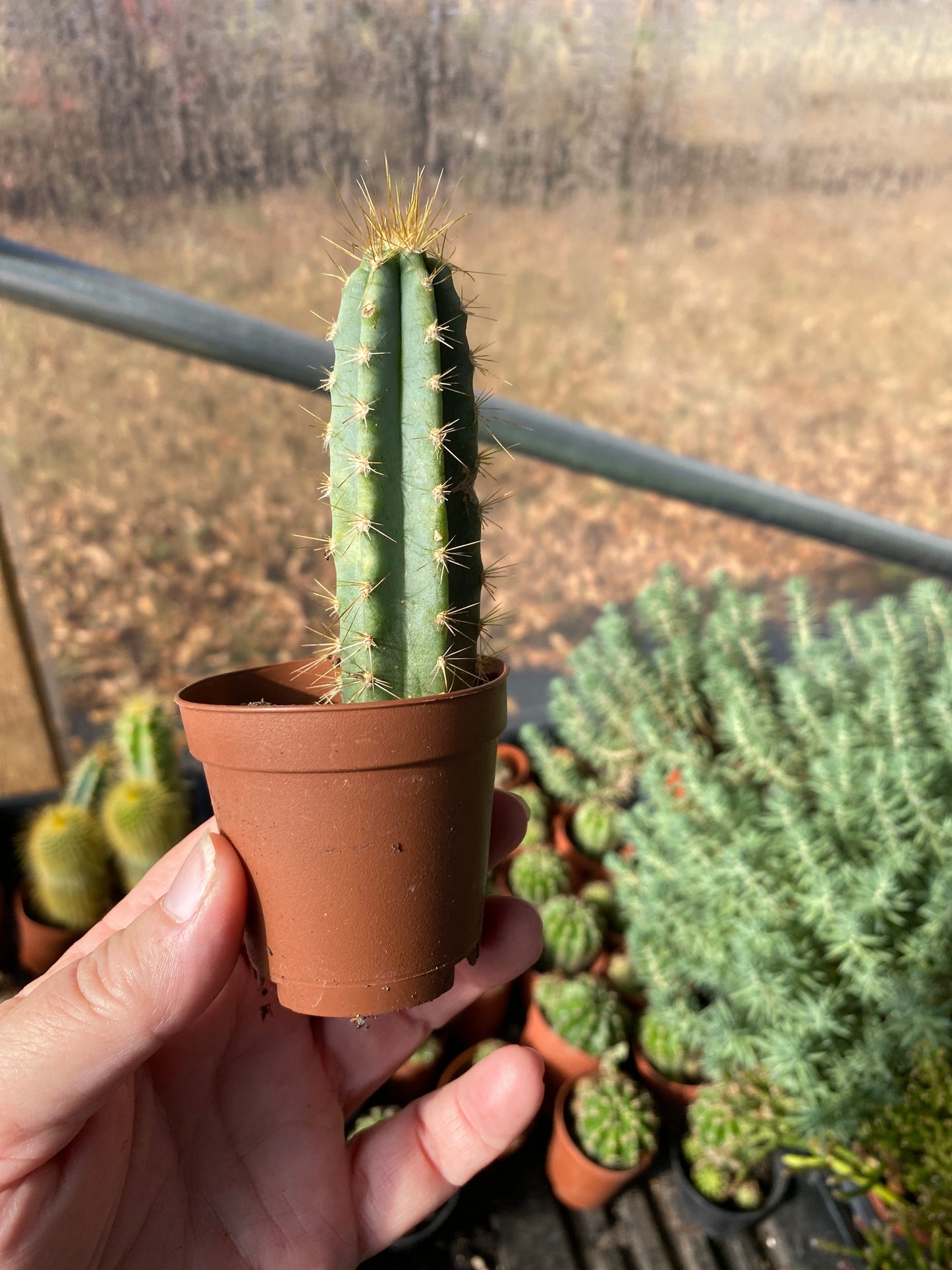 Cactus San Pedro Echinopsis Pachanoi 2" Pot Live Plant